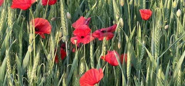 2306-coquelicot.jpeg