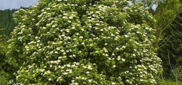Sambucus_nigra_004.jpg