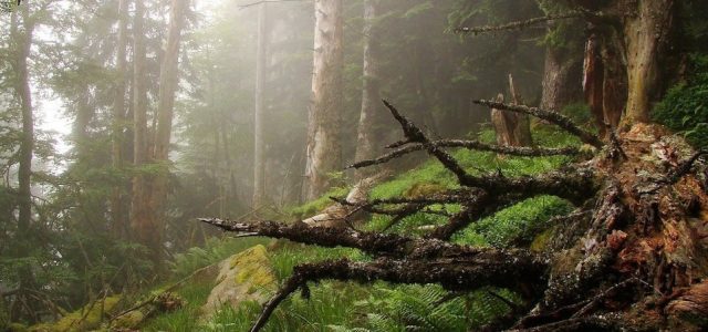 foret.jpg