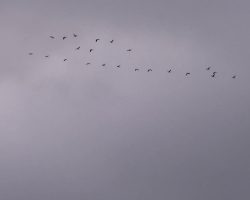 Migrations d'oiseaux. Novembre 2019